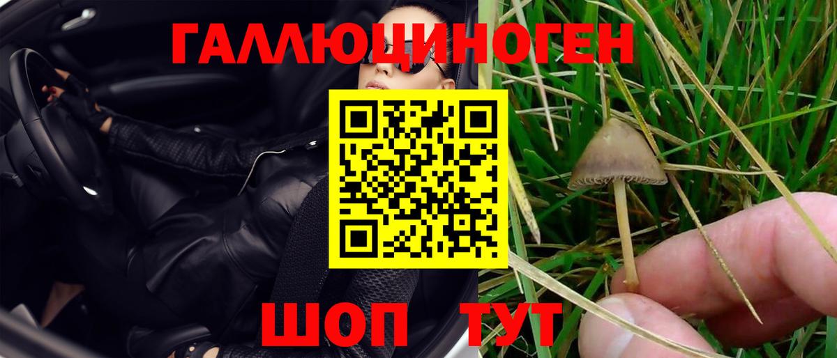 Псилоцибиновые грибы Psilocybine cubensis Кропоткин